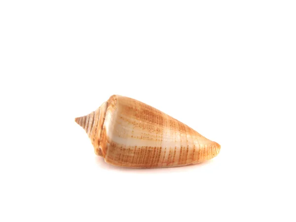 Sea shell isolated on white background. — Stock Photo, Image