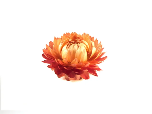Flor colorida seca decorativa. Aislado —  Fotos de Stock