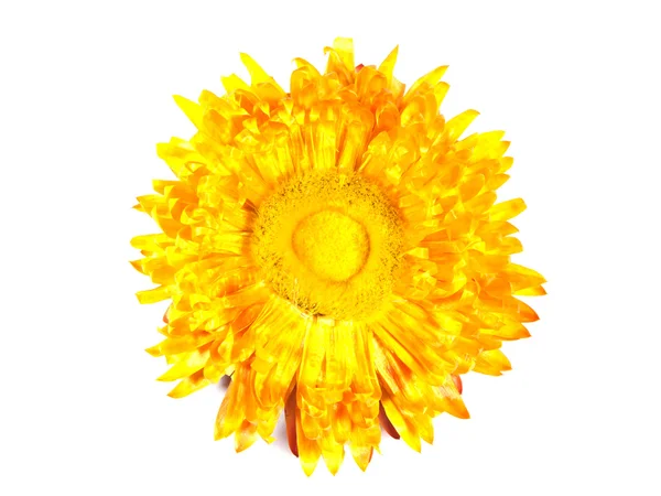 Decorativo fiore giallo essiccato. Isolato — Foto Stock