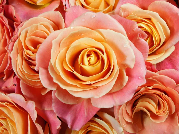 Detail barevné růže (růžová, žlutá, oranžová). — Stock fotografie
