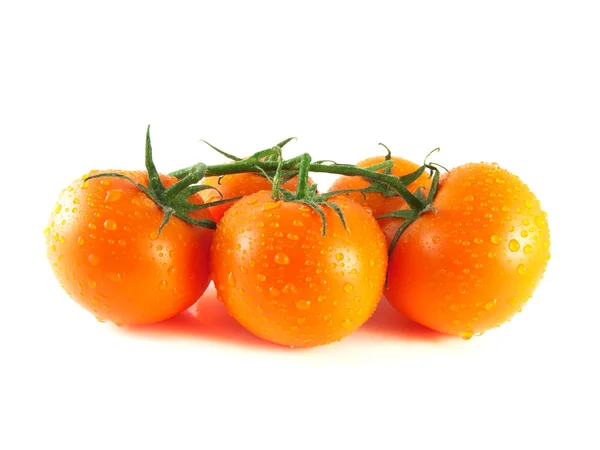 Verse oranje tomaten op tak (waterdruppels). — Stockfoto