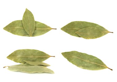 Beyaz arka plan üzerinde izole defne yaprağı toplama