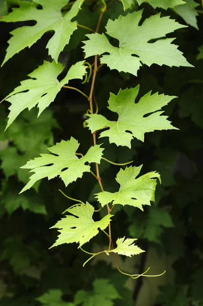 Grapevine bladeren Stockafbeelding