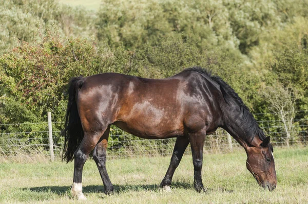 Paard grazen Stockfoto