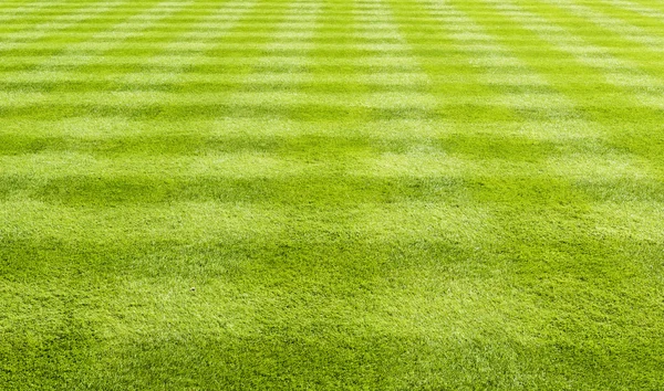 Grass lawn background — Stock Photo, Image