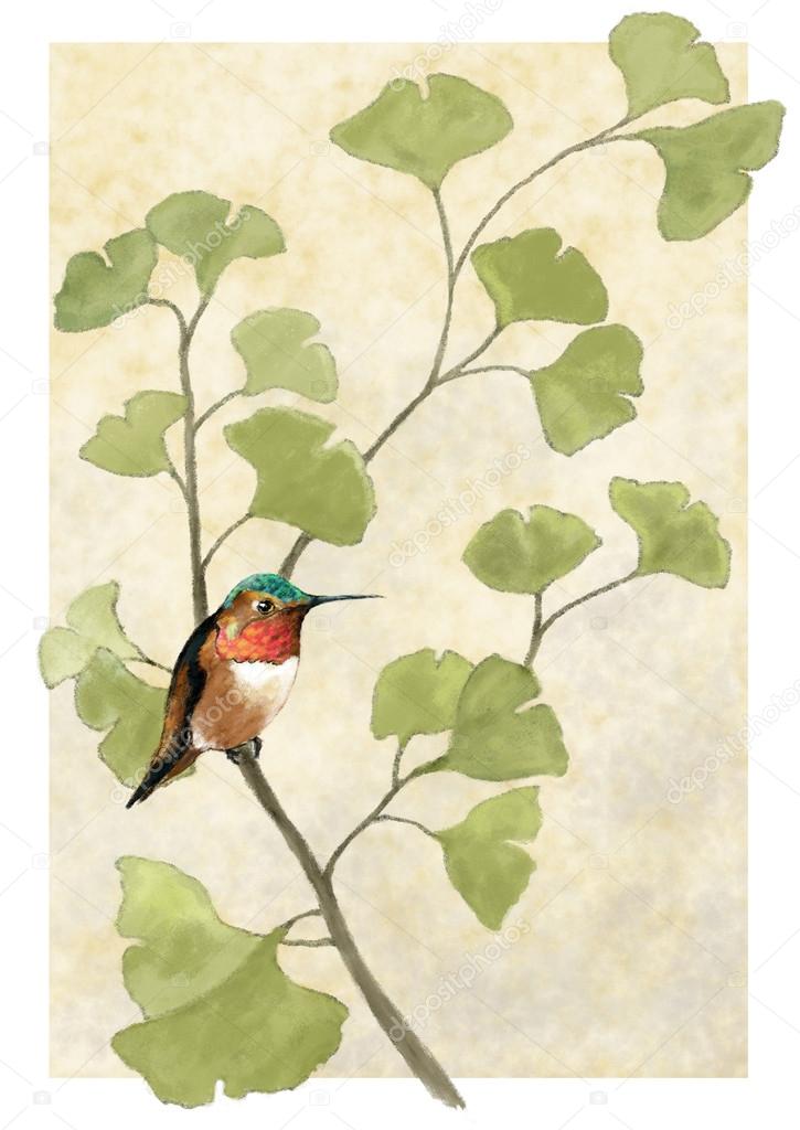 Hummingbird in ginko tree
