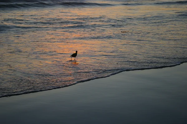 Shorebird bij zonsondergang — Stockfoto