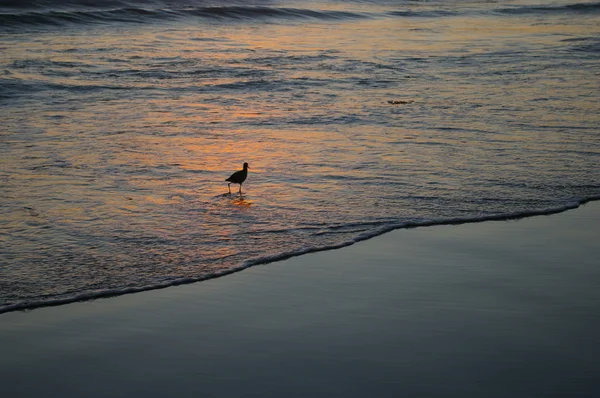 Aves playeras al atardecer — Foto de Stock