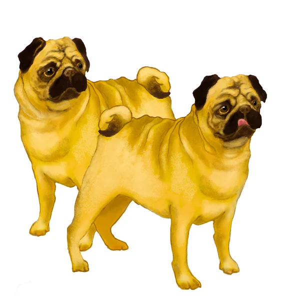 Two Pugs — Stock Photo, Image