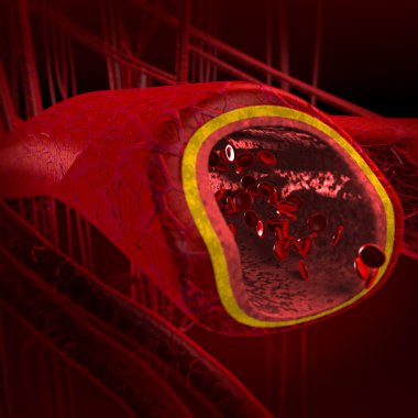 Blood arteries clipart
