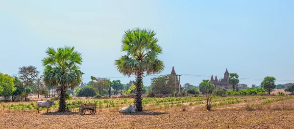 Panorama of Bagan area — Stock Photo, Image