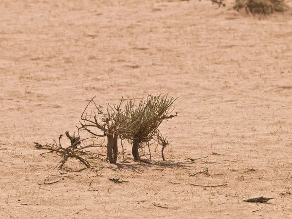 Wadi Rums öken — Stockfoto