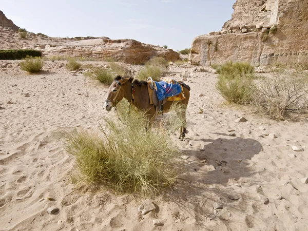 Burro beduíno — Fotografia de Stock