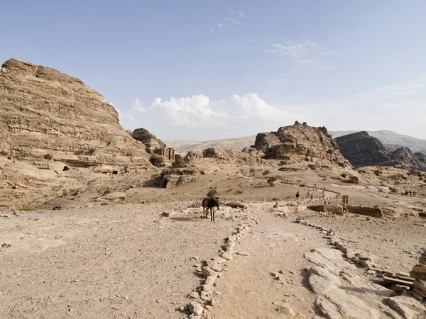 Monatary ve eşek — Stok fotoğraf