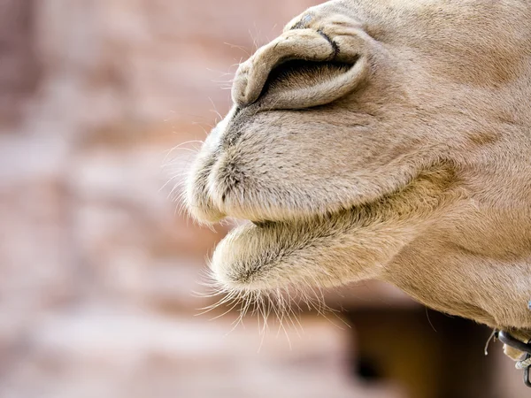 Camel neus — Stockfoto