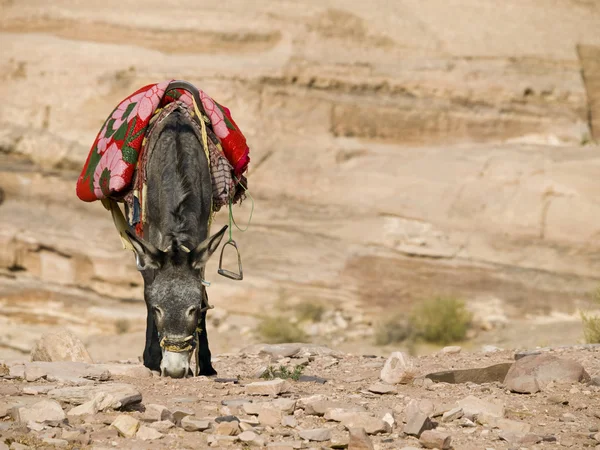 Asino beduino — Foto Stock