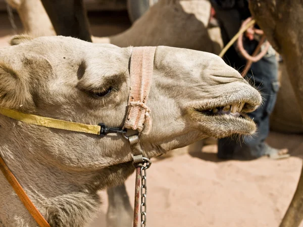 骆驼头 — 图库照片