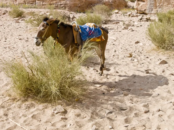 Bedouin donkey — Stock Photo, Image