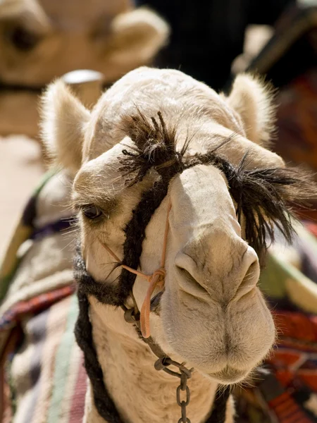 Camel in Petra, Jordan Royalty Free Stock Photos