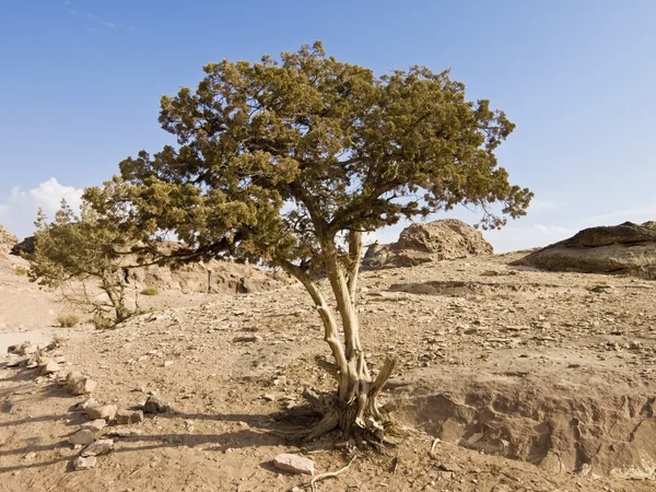 Tree in Petra — Stock Photo, Image
