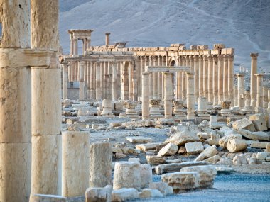Günbatımında palmyra