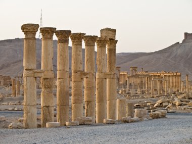 Günbatımında palmyra