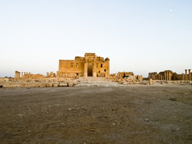Günbatımında palmyra