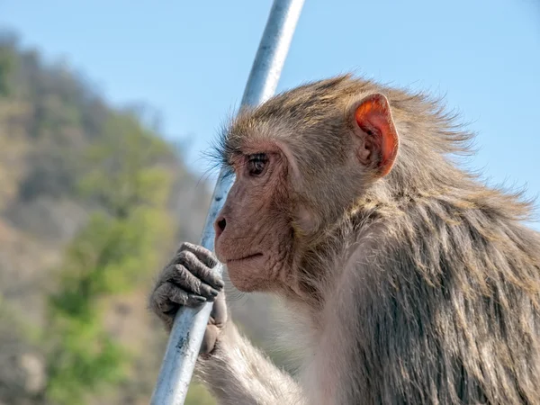 Perfil do macaco — Fotografia de Stock