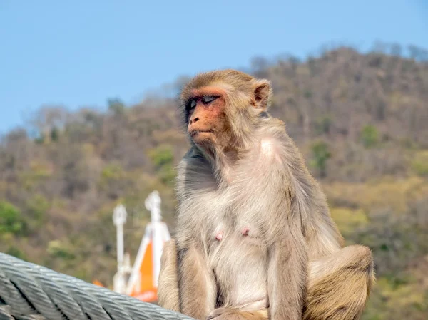 Mãe macaco na cerca da ponte — Fotografia de Stock