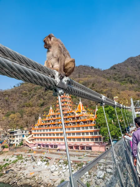 Mère singe sur la clôture du pont — Photo