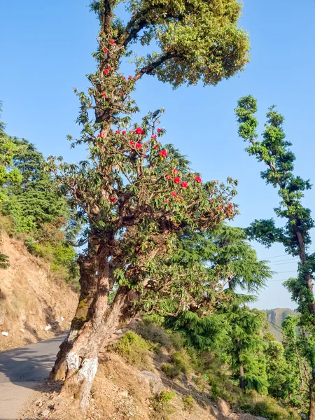 Rhododendron arboreum — Stockfoto