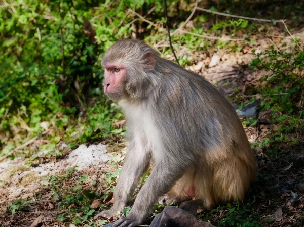 Macaco. — Fotografia de Stock