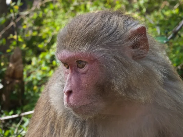 Retrato de macaco — Fotografia de Stock