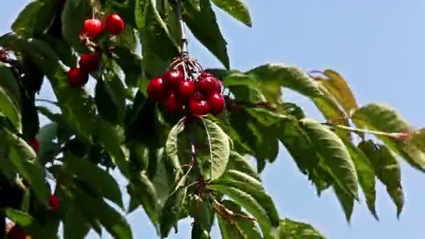 Κερασιά — Αρχείο Βίντεο