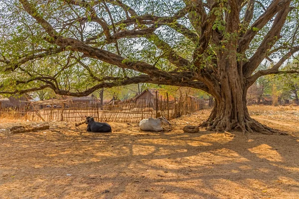 Vacas descansando, Bagan, Mandalay — Fotografia de Stock