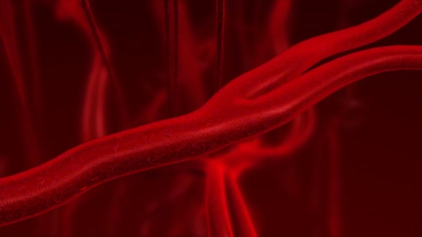 Human blood arteries and veins zoom in. — Stock Video