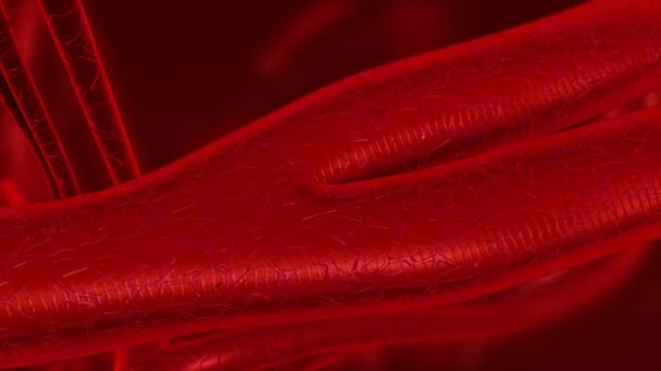 Human blood arteries and veins zoom in. — Stock Video