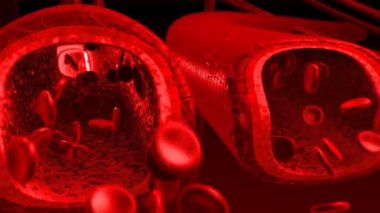 людської крові артеріях і венах