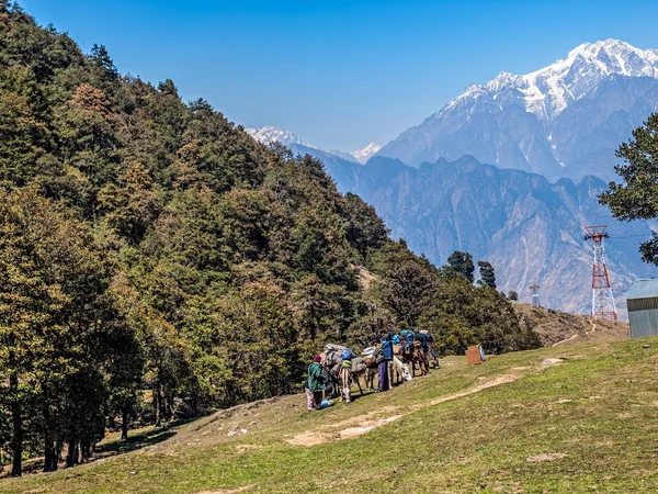 Himalayan Laden mules and guide — Stock Photo, Image