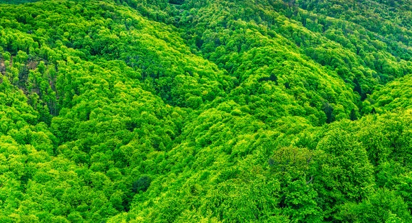 Colinas e florestas , — Fotografia de Stock
