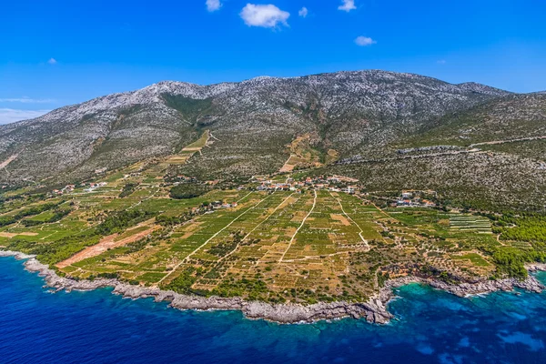 Dingac vineyards on Peljesac peninsula — Stock Photo, Image