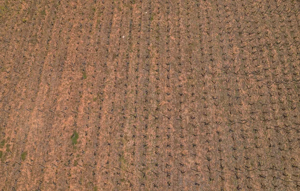 Aerial shot of the vineyard of Korcula island in spring time — Stock Photo, Image