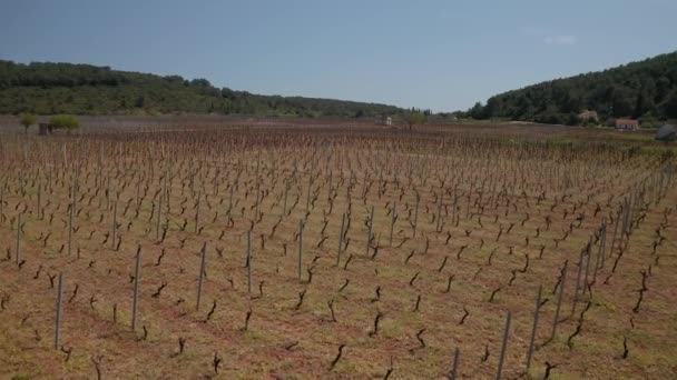 Foto aérea de la viña de la isla de Korcula en primavera — Vídeos de Stock