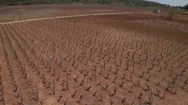 İlkbahar zamanı Korcula adasındaki Cara bağının hava görüntüsü.