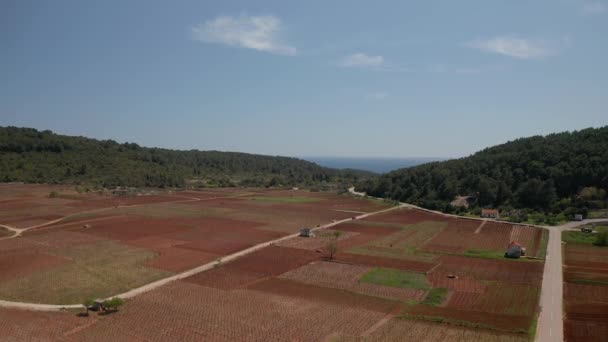 Foto aérea de la aldea Cara viñedo de la isla de Korcula en primavera — Vídeo de stock