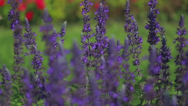 Flores de salvia púrpura — Vídeos de Stock