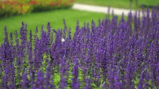 Mariposa sobre flores de salvia — Vídeos de Stock