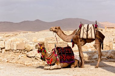 Two Camel in Palmyra Syria clipart