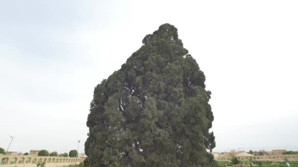 Yazd Iran Maj 2015 Ultra Szerokie Ujęcie Starego Drzewa Cedrowego — Wideo stockowe