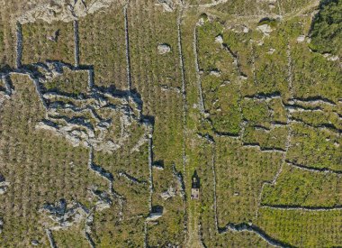 Hırvatistan 'ın Ston ve Prapratno kasabası yakınlarındaki Peljesac yarımadasındaki tepelerde geleneksel Akdeniz üzüm bağları